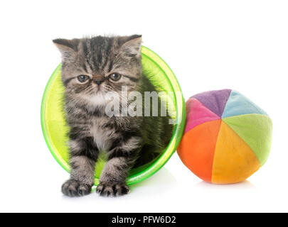 kitten exotic shorthair in front of white background Stock Photo