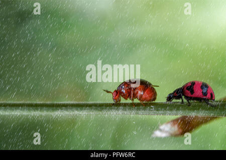 lady bug walking follow orange bug with raining on green background Stock Photo