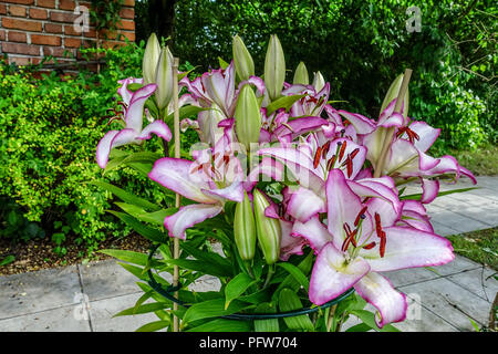 Oriental lily, Lilium ' The Edge ', Oriental lilies in garden, flowers Stock Photo