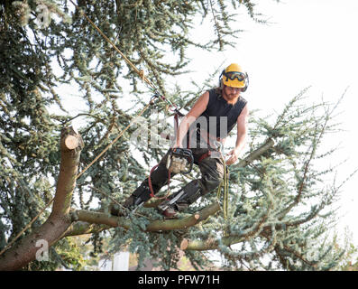 Male Tree Surgeon using a chainsaw Stock Photo - Alamy