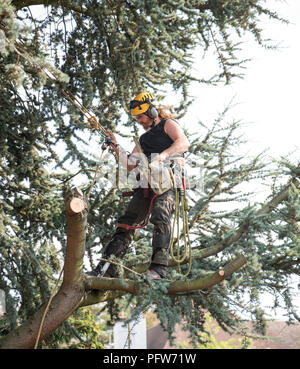 A Tree Surgeon or Arborist using safety ropes stands on a tree branch  cutting off branches Stock Photo - Alamy