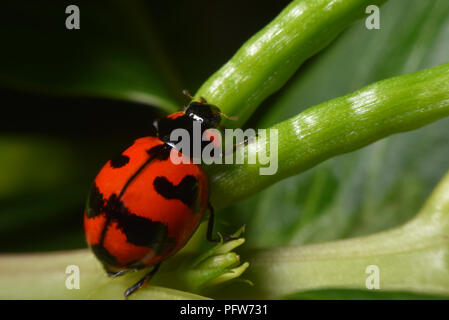 red  lady bug on green leaf Stock Photo