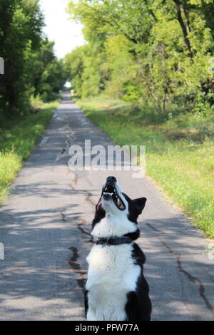 Border Collie looking up in tunnel path with green grass and trees Stock Photo