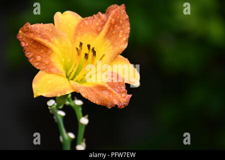 A Morning Lily covered with morning dew opening up to the morning sun. Stock Photo
