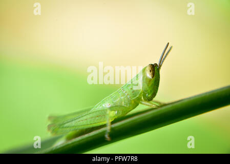 green grasshopper on grass cane on green blurry background, macro photography close up grasshopper Stock Photo