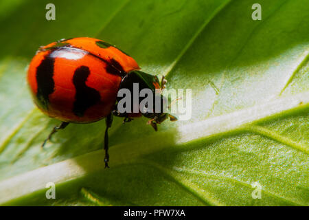 red lady bug on green leaf Stock Photo