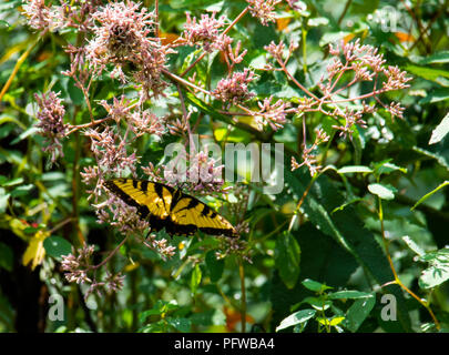 Eastern tiger swallowtail butterfly hangs on a Joe Pye weed. Stock Photo