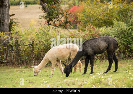 Hood River, Oregon, USA.  Two alpacas grazing in a pasture. Stock Photo