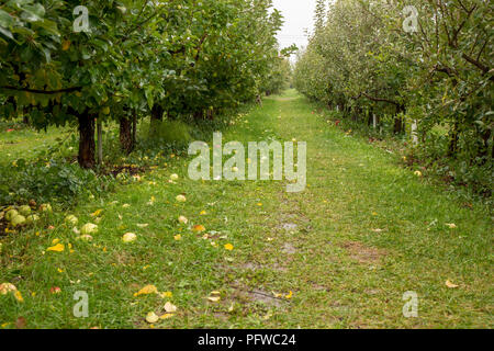 Hood River, Oregon, USA.  Orchard of Winter Banana apple trees in the rain, with lots of fallen apples on the ground. Stock Photo
