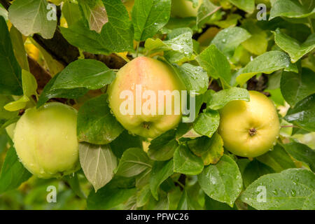 Hood River, Oregon, USA.  Close-up of heirloom Winter Banana apples growing in the orchard. Stock Photo