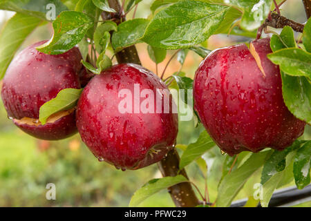 Hood River, Oregon, USA.  Close-up of Gale Gala apples growing in the orchard on a rainy day. Stock Photo