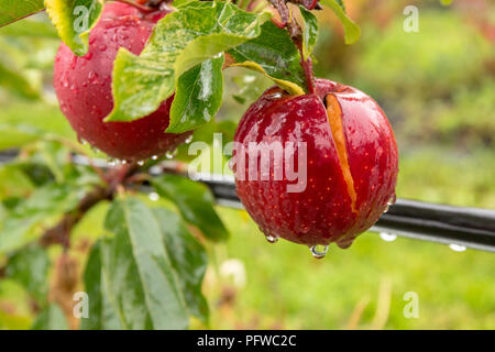 Hood River, Oregon, USA.  Close-up of Gale Gala apples growing in the orchard on a rainy day. Stock Photo