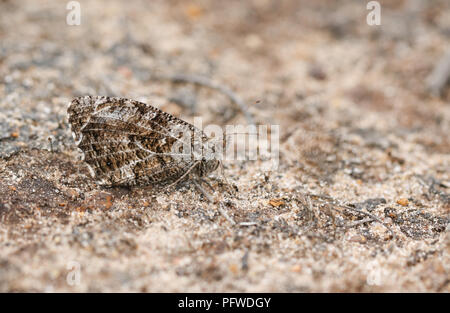 A perfectly camouflaged Grayling Butterfly (Hipparchia semele) perching on the ground. Stock Photo
