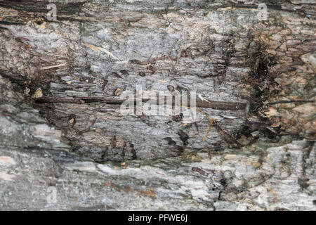 old tree branch, without bark Stock Photo