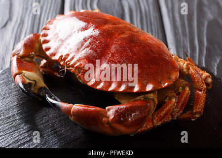 beautiful cooked brown edible crab close-up on a black background. horizontal Stock Photo