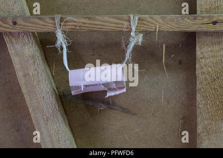 empty toilet roll tube hanging by twine on a wooden door Stock Photo