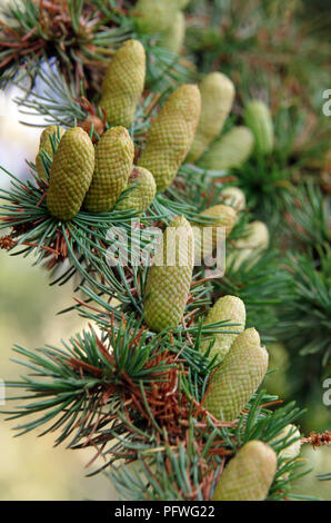 Small green pine cones on the tree with its needles Stock Photo