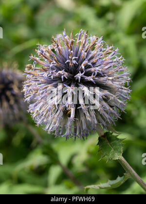 Blue summer flowers in the globular head of the hardy perennial globe thistle, Echinops ritro Stock Photo