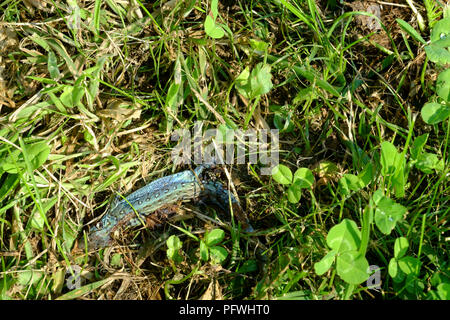common lizard Viviparous lizard lays decomposing amongst the grass in a garden zala county hungary Stock Photo