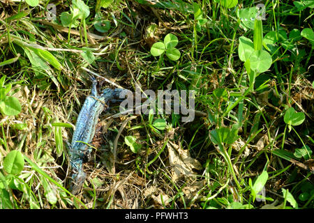 common lizard Viviparous lizard lays decomposing amongst the grass in a garden zala county hungary Stock Photo