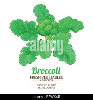 broccoli plant vector isolated on white background Stock Vector