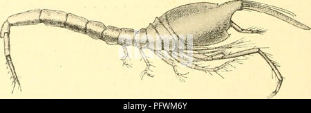 . Cumacea (Sympoda). Cumacea. 64 Cumacea: 9. Leuconidae. 1. Leucon - Antenna 1 with accessory flagellum longer than 1st ) joint of principal. 11. L. heterostylis I Antenna 1 with accessory flagellum not longer than I 1st joint of principal — 13. / Telsonic segment greatly produced between the ) uropods 12. L. longirostris 1 Telsonic segment only moderately produced between I the uropods 13. L. kalluropus / Uropod with 2iid joint of endopod not broader at end I than its apical spine 14. L. pallidas I Uropods with 2iicl joint of endopod broader at end ' than its apical spine •— 15. j Carapace wi Stock Photo