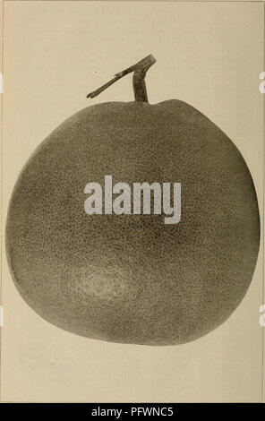 This publication discusses the cultivation of citrus fruits in ...