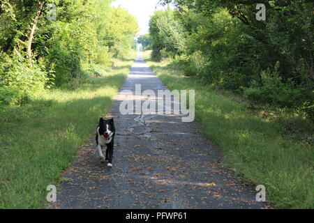 Border Collie at play, running down long narrow path in green grass and trees Stock Photo