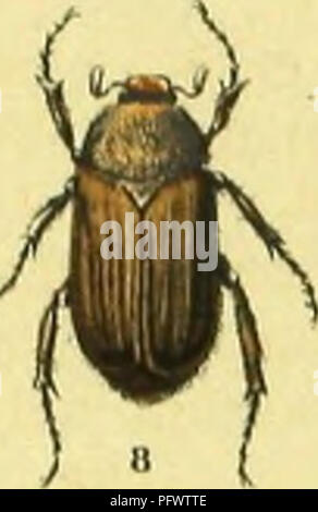. C. G. Calwers Ka?ferbuch; Naturgeschichte der Ka?fer Europas zum Handgebrauche fu?r Sammler. Beetles. . Please note that these images are extracted from scanned page images that may have been digitally enhanced for readability - coloration and appearance of these illustrations may not perfectly resemble the original work.. Calwer, C. G. , -1874; Ja?ger, Gustav, 1865-. Stuttgart, J. Hoffman