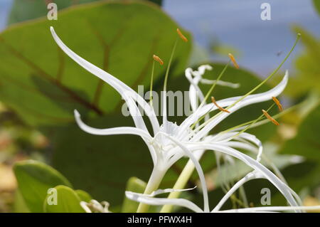 Wild flower from the coast of Dominican Republic Stock Photo