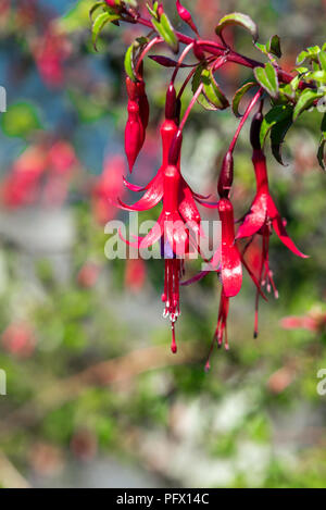 Flowering fuchsia flowers, Puerto Varas, Chile. Close-up. Vertical Stock Photo