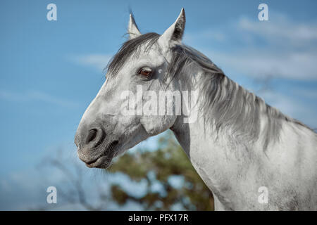 Beautiful grey horse in White Apple, close-up of muzzle, cute look, mane, background of running field, corral, trees Stock Photo