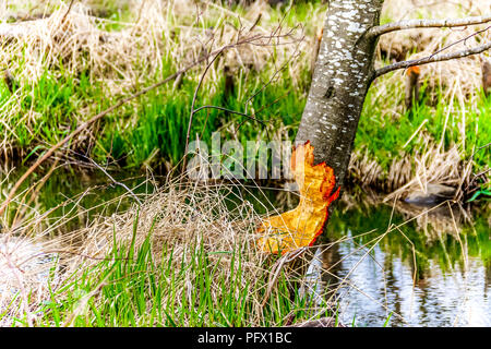 Trees partly chewed through by Beavers at the Great Blue Heron Reserve near Chilliwack in beautiful British Columbia, Canada Stock Photo