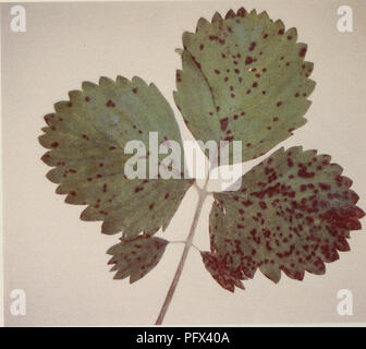 . Culture du fraisier dans l'est du Canada. Fraises; Strawberries. Gravure 4 Tache pourpre. Please note that these images are extracted from scanned page images that may have been digitally enhanced for readability - coloration and appearance of these illustrations may not perfectly resemble the original work.. Craig, D. L. (Donald Laird), 1923-; Canada. Agriculture Canada. Ottawa : Agriculture Canada Stock Photo