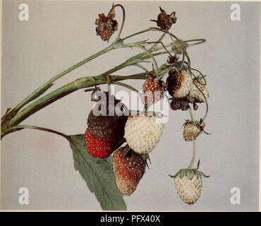 This illustration from *Culture du Fraisier dans l'Est du Canada* by Donald Laird Craig shows strawberries at various stages of maturation, some infected by gray mold. It provides insight into the challenges faced by strawberry cultivation in Canada, particularly regarding fungal diseases. Stock Photo