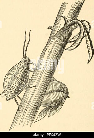 . The culture and diseases of the sweet pea. Sweet peas; Sweet peas. 156 DISEASES OF THE SWEET PEA. FIG. 32. SHOWING HOW APHIDS FEED AND THE NECESSITY OF A CONTACT SPRAY TO KEEP IT IN CHECK. (COURTESY OF THE KENTUCKY TOBACCO PRODUCTS CO.) do any males occur. This form of repro- duction without the intervention of the male is known as parthenogenesis. On the approach of cool fall weather a generation. Please note that these images are extracted from scanned page images that may have been digitally enhanced for readability - coloration and appearance of these illustrations may not perfectly rese Stock Photo