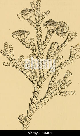 . The cultivated evergreens; a handbook of the coniferous and most important broad-leaved evergreens planted for ornament in the United States and Canada. Evergreens; Conifers. ENUMERATION OF CONIFERS 219 T. dolobrata, Sieb. &amp; Zucc. (7". dolobrata var. australis, Henry. Thuja dolobrata, L.). Hiba Arbor-vit^. Fig. 43. Pyramidal tree attaining 50 feet, or sometimes shrubby; bark thin, reddish-brown, fissured longitudinally into long narrow strips; branches irregularly whorled or scattered, horizontally spreading and often nod- ding at the ends; branchlets ^-^ inch broad: leaves glossy g Stock Photo