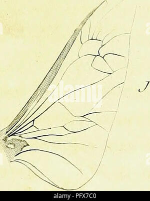 Genus Insect Characteristic This comprehensive study of insect genera provides a detailed ...