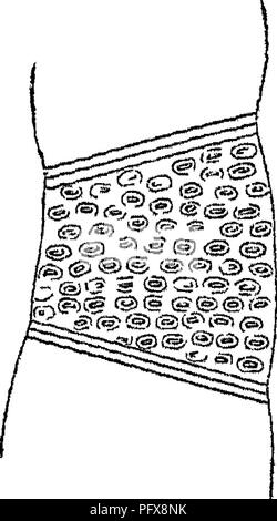 . Principles of the anatomy and physiology of the vegetable cell. Plant cells and tissues. a V Eeticulated ve^el from a tree Fern.. Pitted vessel firom Laarus Saasafras. Please note that these images are extracted from scanned page images that may have been digitally enhanced for readability - coloration and appearance of these illustrations may not perfectly resemble the original work.. Mohl, Hugo von, 1805-1872; Henfrey, Arthur, 1819-1859. London, J. Van Voorst Stock Photo