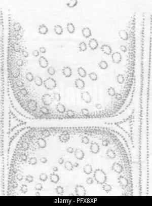 . Principles of the anatomy and physiology of the vegetable cell. Plant cells and tissues. AKATOMY 8c PHYSIOLOGY OF THE VEGETABLE CELT. 9i&gt; a'O.. Please note that these images are extracted from scanned page images that may have been digitally enhanced for readability - coloration and appearance of these illustrations may not perfectly resemble the original work.. Mohl, Hugo von, 1805-1872; Henfrey, Arthur, 1819-1859. London, J. Van Voorst Stock Photo