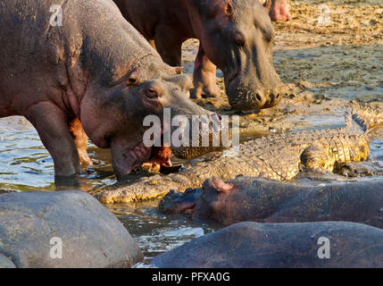 A large crocodile pushes it way through a throng of hippo concentrated in the spring fed pool of the Katauma River as the dry season diminishes availa Stock Photo