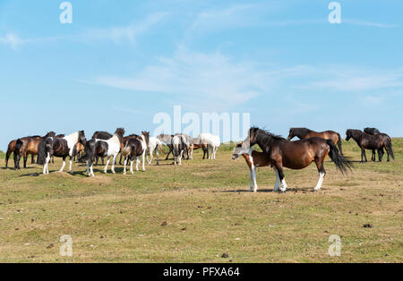Ponies grazing on Dartmoor, Devon, UK Stock Photo