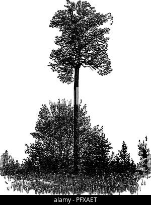 . Report upon the forestry investigations of the U. S. Department of agriculture. 1877-1898. Forests and forestry. '4,«;aiaSg^i Fig 37 —Oak tree grown in the open sometimes as many as 10 to 13, years before they appear to grow at all, their energy all going into root growth. Then comes a period of more and more accelerated growth, which reaches its maximum rate at 25 or 30 years; and when the cotton wood or aspen has reached the end of its growth in height the spruce or pine is still at its best rate, and continues to grow for a long time at that rate. In later life the rate decreases, yet hei Stock Photo
