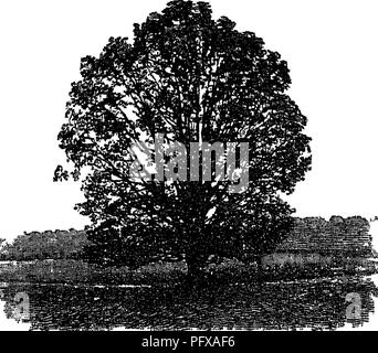 . Report upon the forestry investigations of the U. S. Department of agriculture. 1877-1898. Forests and forestry. RATE OF GROWTH. 275. '4,«;aiaSg^i Fig 37 —Oak tree grown in the open sometimes as many as 10 to 13, years before they appear to grow at all, their energy all going into root growth. Then comes a period of more and more accelerated growth, which reaches its maximum rate at 25 or 30 years; and when the cotton wood or aspen has reached the end of its growth in height the spruce or pine is still at its best rate, and continues to grow for a long time at that rate. In later life the ra Stock Photo