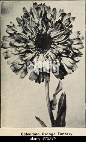 . Currie's garden annual. Flowers Seeds Catalogs; Bulbs (Plants) Seeds Catalogs; Vegetables Seeds Catalogs; Nurseries (Horticulture) Catalogs; Plants, Ornamental Catalogs; Gardening Equipment and supplies Catalogs. I^eiAji Qlani GcUenduleU. Calendula Double Orange Sunshine CURRIES CALENDULAS CHRYSANTHA (Sunshine)—Re- sembles a Chrysanthemum, is a clear buttercup yellow. 1/4 ox., 25e; Pkt., lOe. BALL'S ORANGE—Bright glow- ing oronge. 1/4 01., 75e; Pkt., 15e. BALL'S WHITE —Creamy white color with dork center. Pkt., 10c. CAMPFIRE (Sensation)—Petals extremely large and very dark orange with a scar Stock Photo