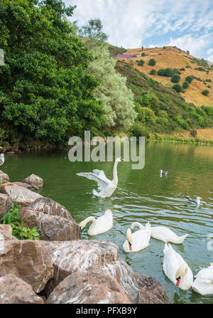 Beautiful scene of Swans at St Margaret’s Loch and ruins of St Anthony’s chapel in the background, Edinburgh, Scotland. Stock Photo