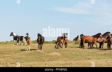 Ponies grazing on Dartmoor, Devon, UK Stock Photo