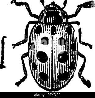 . Insects injurious to fruits. Illustrated with four hundred and forty wood-cuts. Insect pests. . Please note that these images are extracted from scanned page images that may have been digitally enhanced for readability - coloration and appearance of these illustrations may not perfectly resemble the original work.. Saunders, William, 1836-1914. Philadelphia, J. B. Lippincott &amp; Co Stock Photo