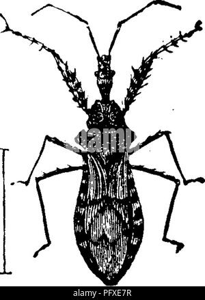 . Insects injurious to fruits. Illustrated with four hundred and forty wood-cuts. Insect pests. Fig. 65. Fig. 64.. Please note that these images are extracted from scanned page images that may have been digitally enhanced for readability - coloration and appearance of these illustrations may not perfectly resemble the original work.. Saunders, William, 1836-1914. Philadelphia, J. B. Lippincott &amp; Co Stock Photo