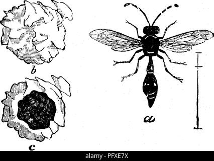 . Insects injurious to fruits. Illustrated with four hundred and forty wood-cuts. Insect pests. Fraternal Potter-wasp, Eumenes fraternus Say (a. Fig. 65), stores the cells for her young with canker-worms, often placing as many as fifteen or twenty in a single cell. In the figure, at. Please note that these images are extracted from scanned page images that may have been digitally enhanced for readability - coloration and appearance of these illustrations may not perfectly resemble the original work.. Saunders, William, 1836-1914. Philadelphia, J. B. Lippincott &amp; Co Stock Photo